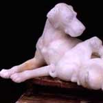  Marble Dog In Lohit